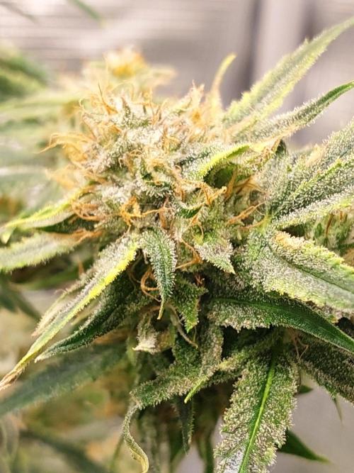 Divine Seeds Auto Moon Rock. Week 10