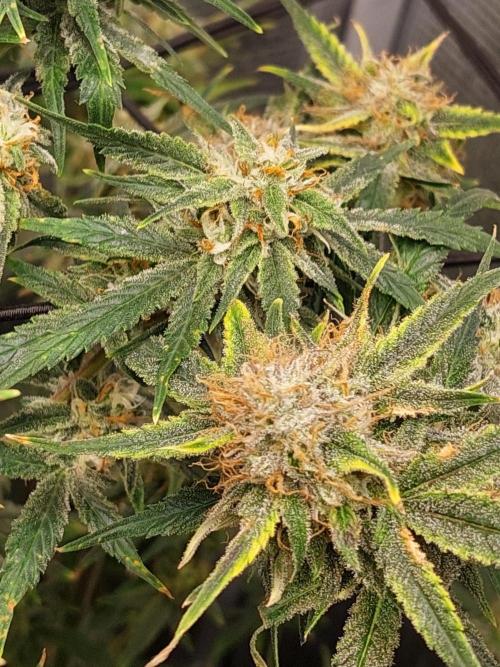 Divine Seeds Auto Moon Rock. Week 10