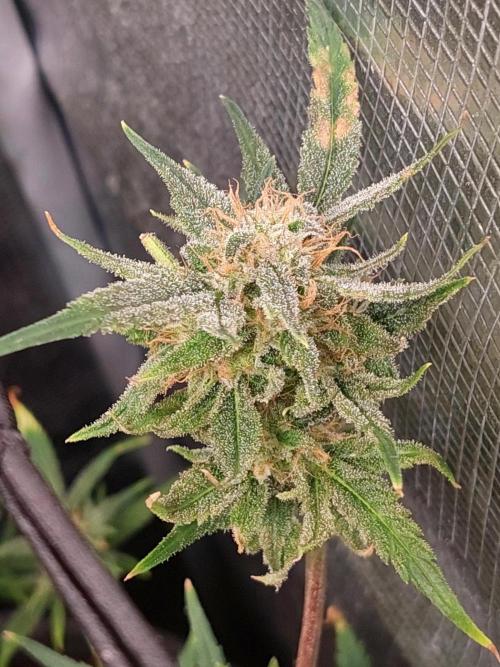 Divine Seeds Auto Moon Rock. Week 10