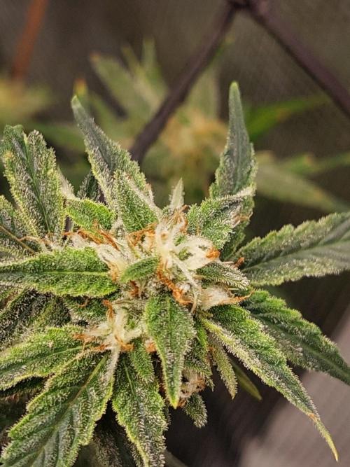 Divine Seeds Auto Moon Rock. Week 10