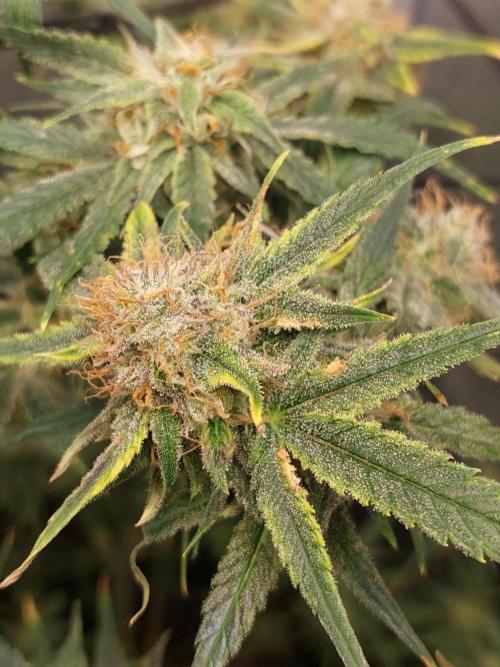 Divine Seeds Auto Moon Rock. Week 10