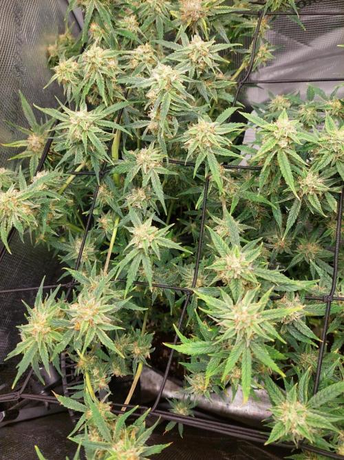 Divine Seeds Auto Divine Rapier. Week 10