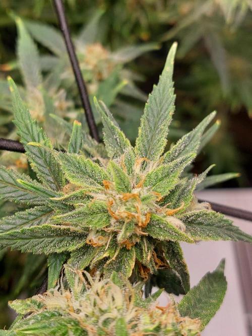 Divine Seeds Auto Black Opium. Week 10