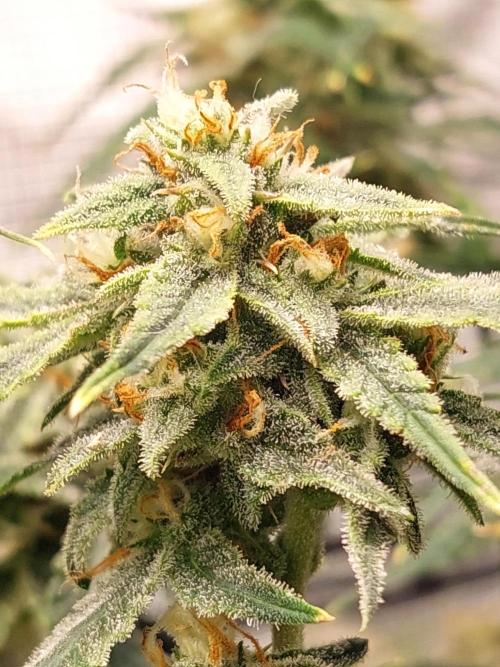 Divine Seeds Auto Divine Rapier. Week 10