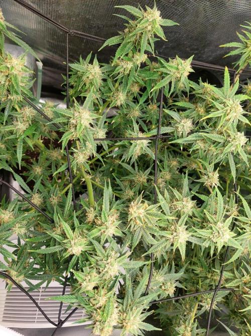 Divine Seeds Auto Black Opium. Week 10