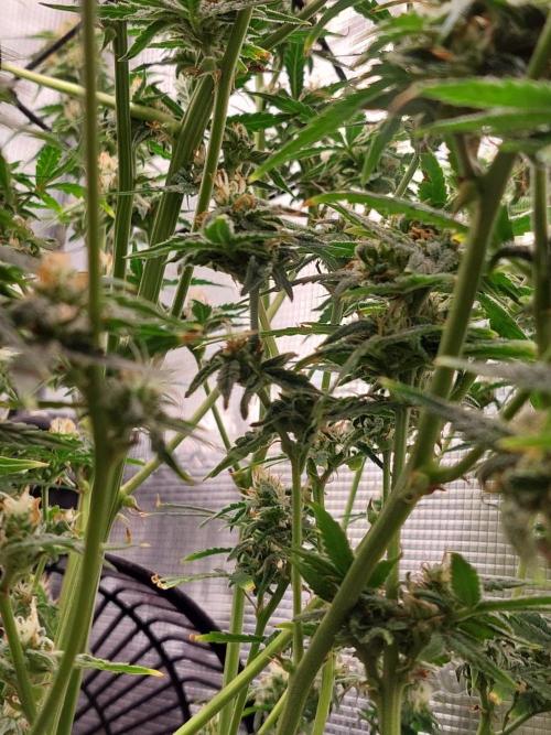 Divine Seeds Auto Divine Rapier. Week 10