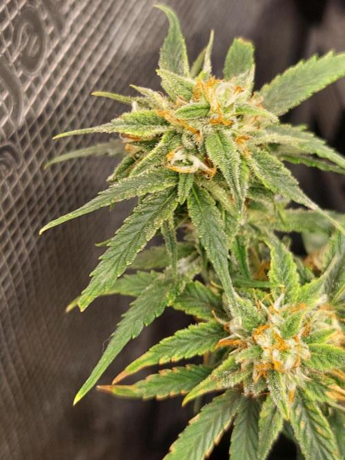 Divine Seeds Auto Divine Rapier. Week 10