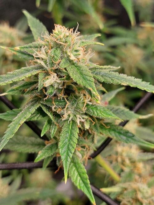 Divine Seeds Auto Black Opium. Week 10