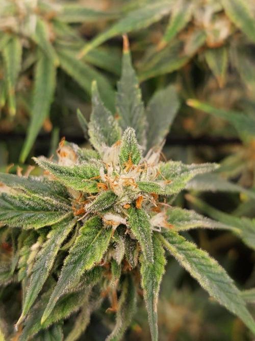 Divine Seeds Auto Divine Rapier. Week 10