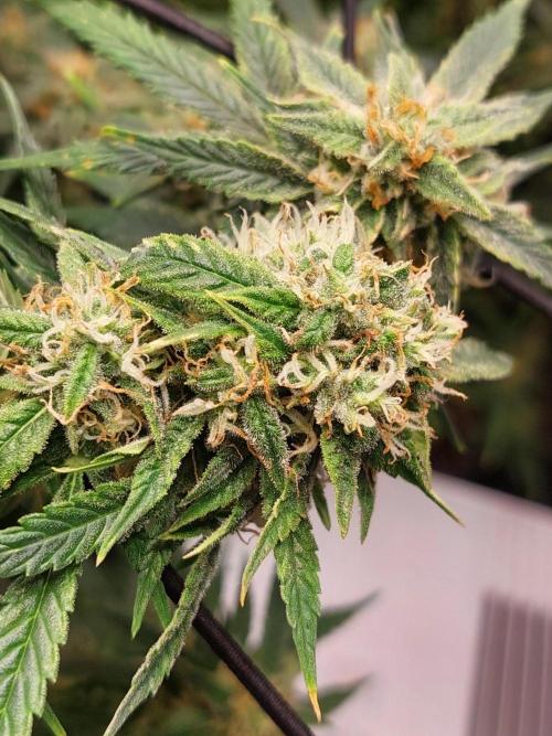 Divine Seeds Auto Black Opium. Week 10