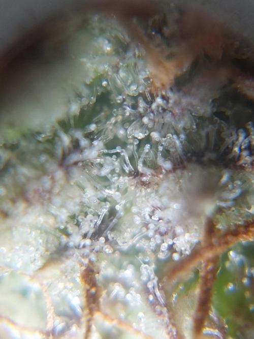 Divine Seeds Auto Moon Rock. Week 11 - A little hint of purple is coming out