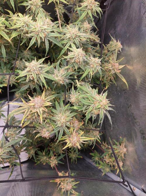 Divine Seeds Auto Moon Rock. Week 11