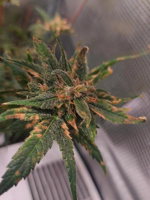 Divine Seeds Auto Moon Rock. Week 11