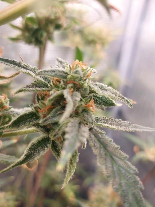 Divine Seeds Auto Moon Rock. Week 11