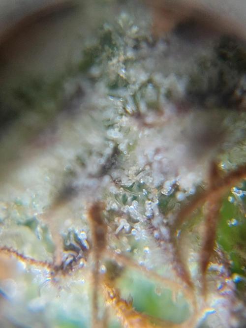 Divine Seeds Auto Moon Rock. Week 11