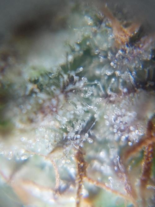 Divine Seeds Auto Moon Rock. Week 11