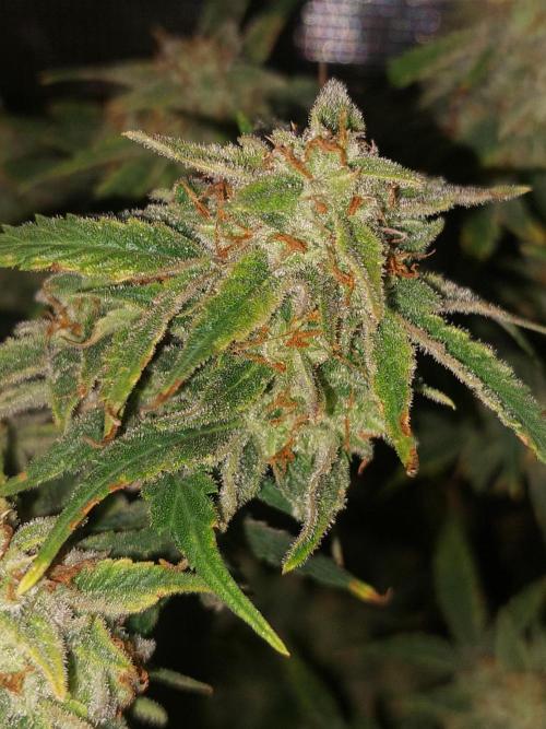 Divine Seeds Auto Divine Rapier. Week 11