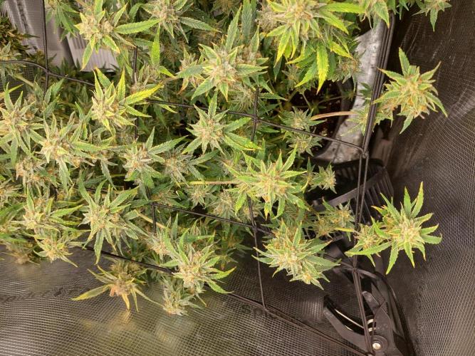 Divine Seeds Auto Divine Rapier. Week 11