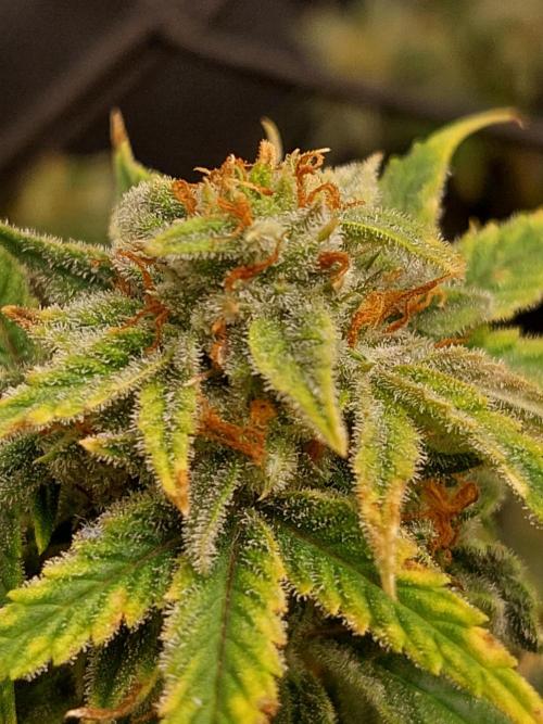 Divine Seeds Auto Divine Rapier. Week 11