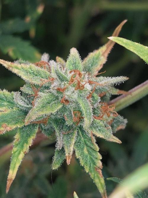 Divine Seeds Auto Divine Rapier. Week 11