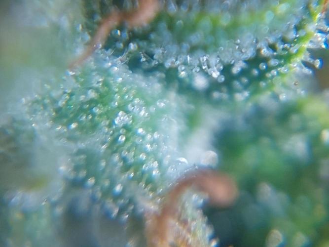 Divine Seeds Auto Divine Rapier. Week 11