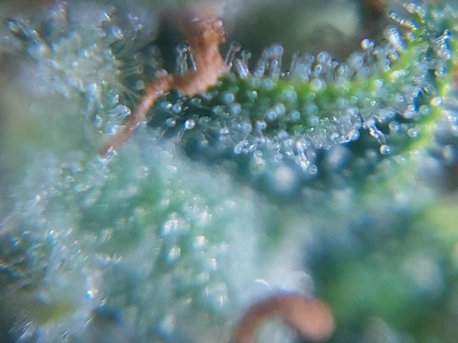 Divine Seeds Auto Divine Rapier. Week 11