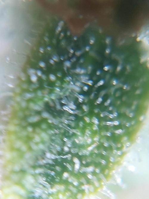 Divine Seeds Auto Divine Rapier. Week 11