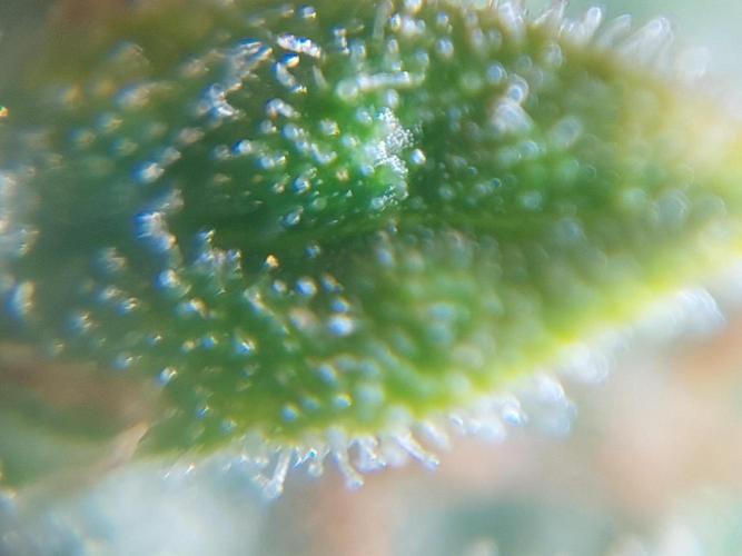 Divine Seeds Auto Divine Rapier. Week 11