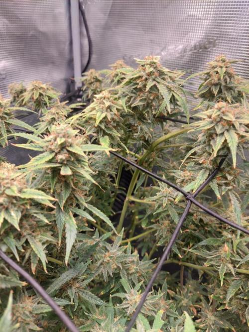 Divine Seeds Auto Divine Rapier. Week 11