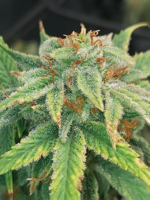 Divine Seeds Auto Divine Rapier. Week 11