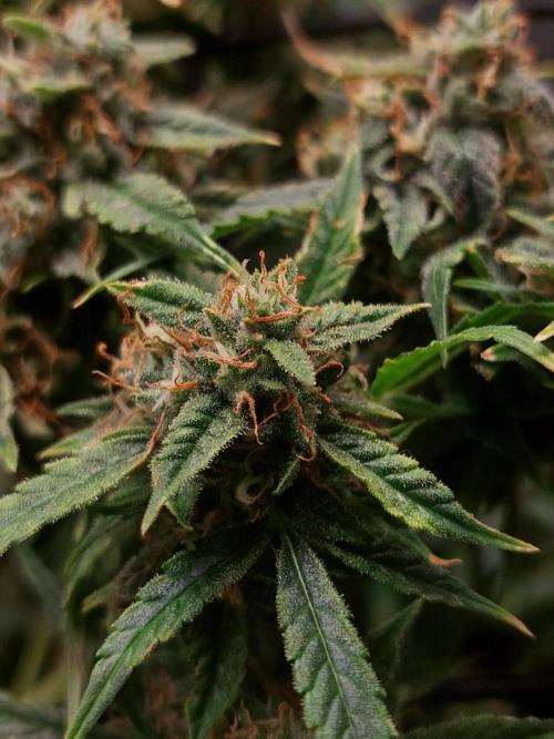 Divine Seeds Auto Black Opium. Week 11