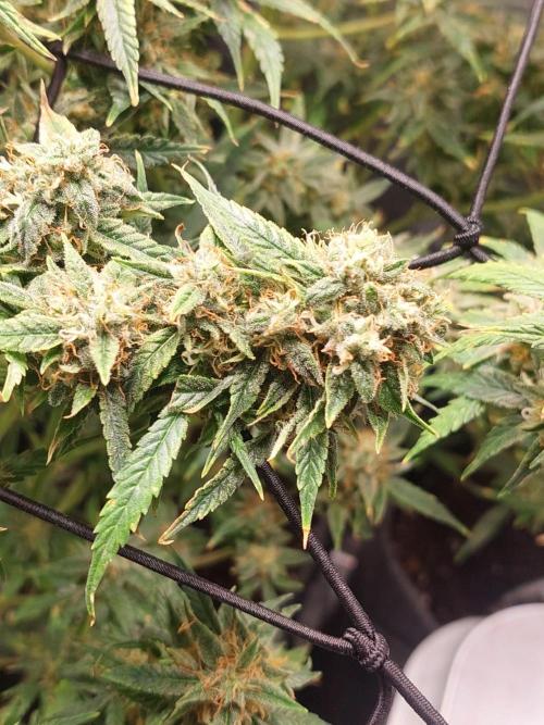 Divine Seeds Auto Black Opium. Week 11