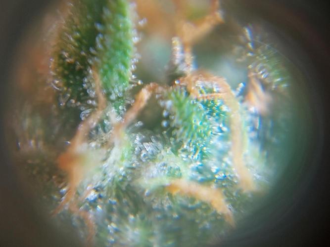 Divine Seeds Auto Black Opium. Week 11