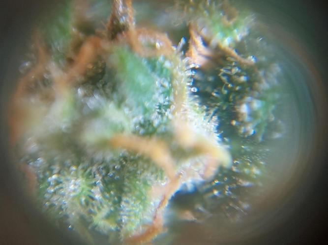 Divine Seeds Auto Black Opium. Week 11