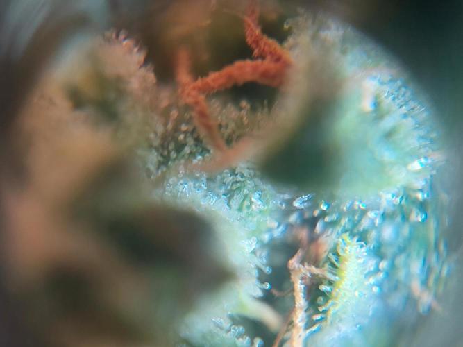 Divine Seeds Auto Black Opium. Week 11