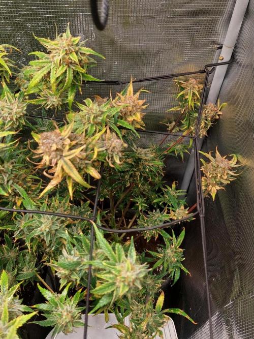 Divine Seeds Auto Moon Rock. Week 12