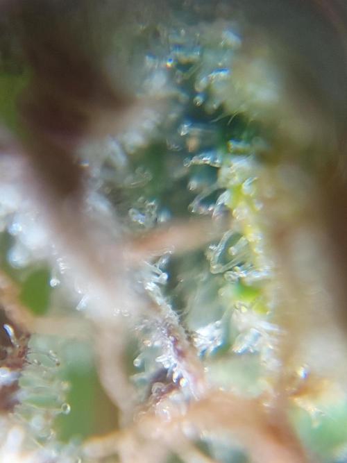 Divine Seeds Auto Moon Rock. Week 12