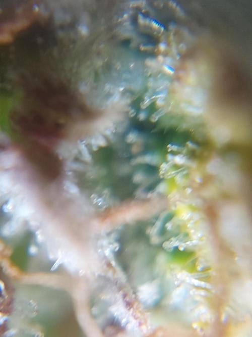 Divine Seeds Auto Moon Rock. Week 12