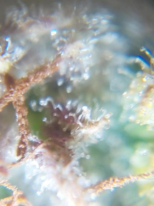 Divine Seeds Auto Moon Rock. Week 12