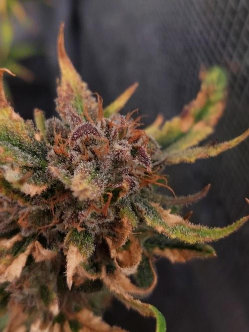 Divine Seeds Auto Moon Rock. Week 12