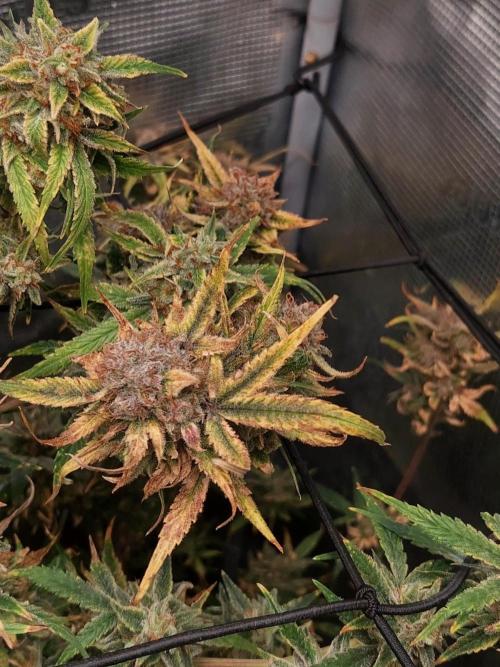 Divine Seeds Auto Moon Rock. Week 12