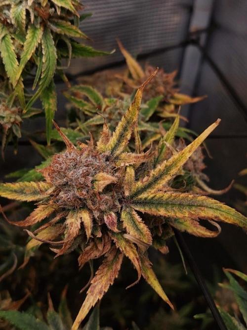 Divine Seeds Auto Moon Rock. Week 12