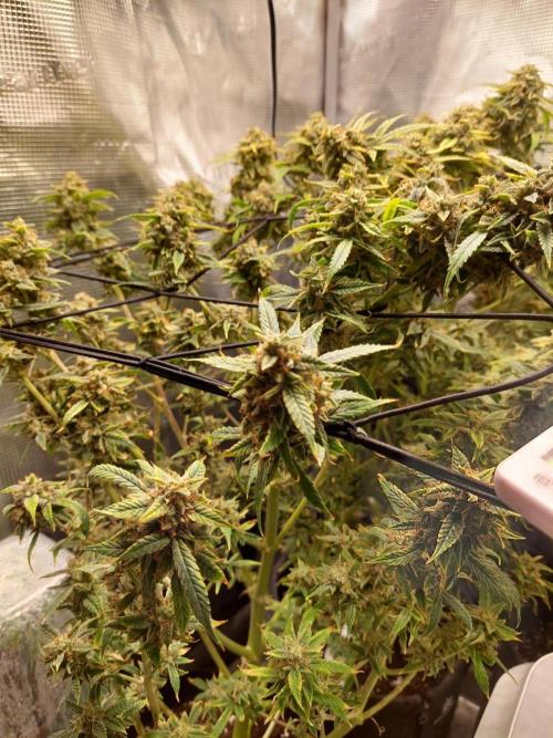 Divine Seeds Auto Black Opium. Week 12