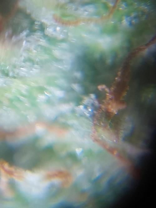 Divine Seeds Auto Black Opium. Week 12