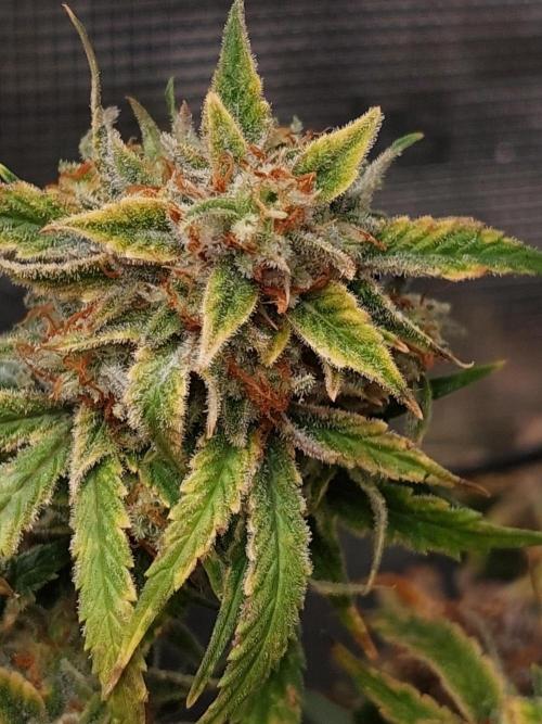 Divine Seeds Auto Divine Rapier. Week 12