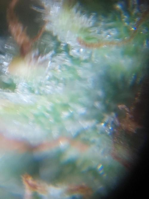 Divine Seeds Auto Black Opium. Week 12