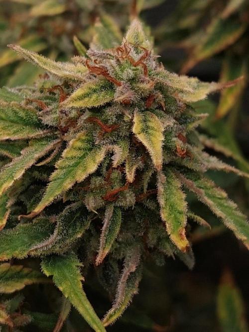 Divine Seeds Auto Divine Rapier. Week 12