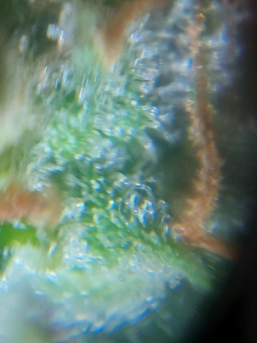 Divine Seeds Auto Black Opium. Week 12