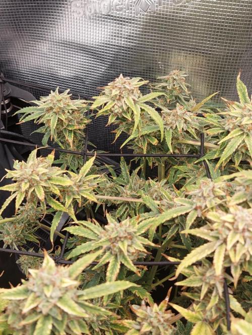 Divine Seeds Auto Divine Rapier. Week 12