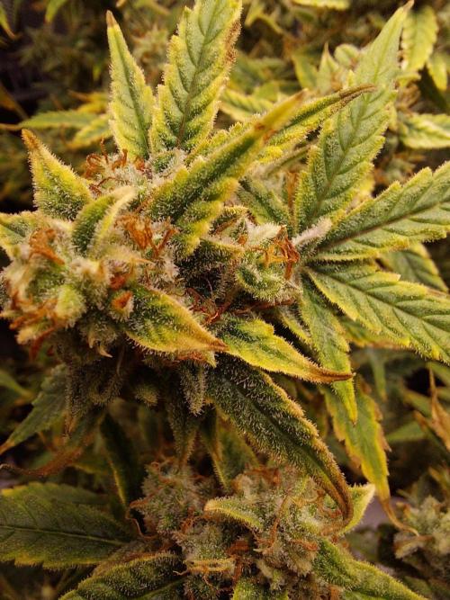 Divine Seeds Auto Divine Rapier. Week 12